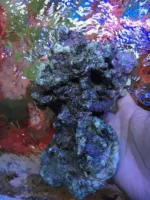 Бак морской воды высокий кальций живой камень коралловый цилиндр Живой камень открывает живой камень коралл взрыв хороший глубокий морской живой камень коралловый аквариум ландшафт