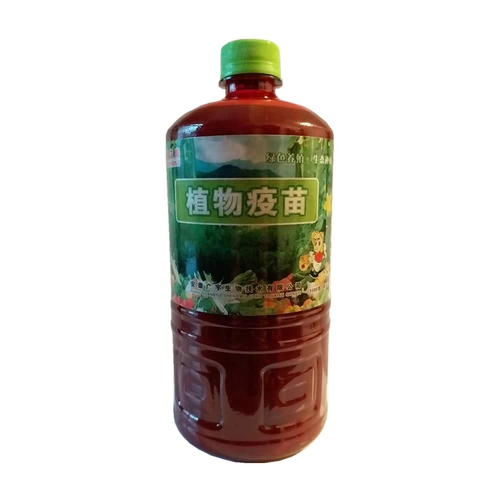 Растение вакцина гнилой корень мертвых рассады