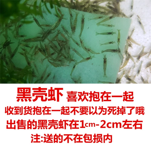 Креветки из черной раковины Живи бесплатно почтовая релаксальная креветка, наблюдая
