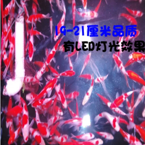 Японские чистокровные красные и белые живые саженцы кои кои, наблюдая