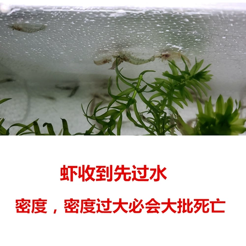 Креветки из черной раковины Живи бесплатно почтовая релаксальная креветка, наблюдая