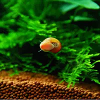 Apple Snail 35 бесплатные 15 подготовки, а затем отправьте водные растения
