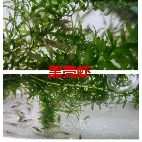 Креветки из черной раковины Живи бесплатно почтовая релаксальная креветка, наблюдая