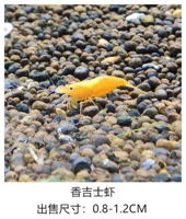 Сянджис 20 Получите 5 свободных потерь