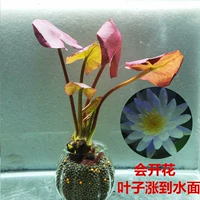 Вино Red Riggen Bottle Bottle, чтобы отправить удобрение для получения дна удобрения