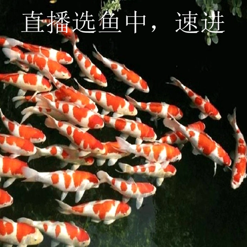 Японские чистокровные красные и белые живые саженцы кои кои, наблюдая