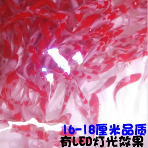 Японские чистокровные красные и белые живые саженцы кои кои, наблюдая