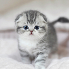 Другие 出售家养可爱粘人其它宠物品种齐全113