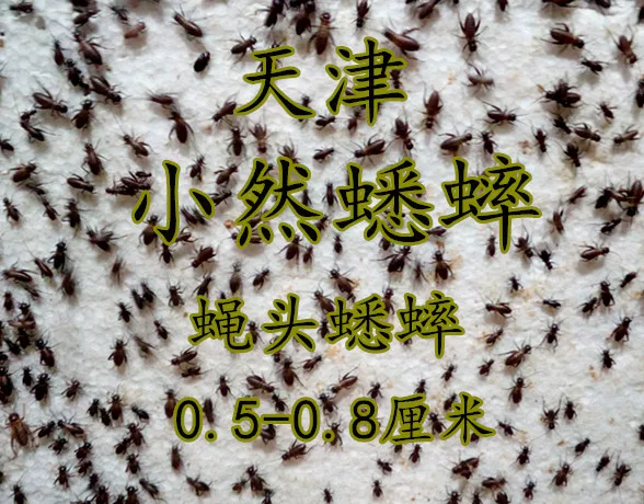 My own breeding 蛐蛐 自 自 蟋蟀 0.5-0`8 cm, send warmth
