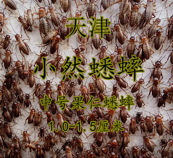 My own breeding 蛐蛐 自 自 蟋蟀 0.5-0`8 cm, send warmth