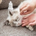 Yi Nuo SOS thuốc nhỏ mắt để nước mắt nhỏ giọt thuốc nhỏ mắt chống viêm mèo rửa mắt chó cung cấp vật nuôi - Thuốc nhỏ mắt thuốc nhỏ mắt của mèo Thuốc nhỏ mắt