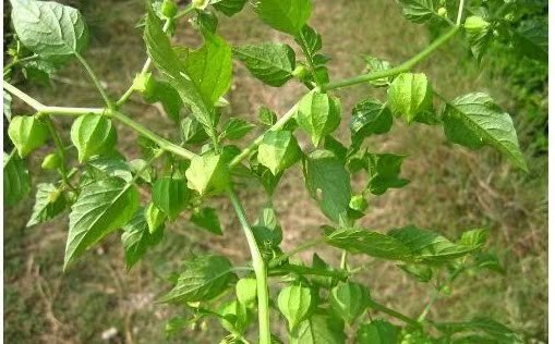 新鲜现采野生灯笼草小益母草夏枯草泡泡草痄腮 天泡子纯果灯笼泡