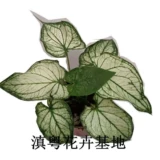 Thai Beauty Color Leaf Taro, Taro красочный таро -просмотр растений.