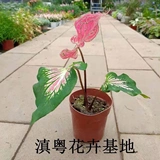 Thai Beauty Color Leaf Taro, Taro красочный таро -просмотр растений.