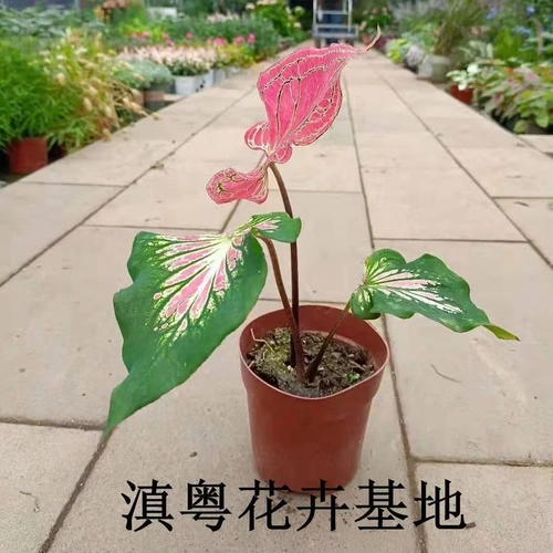 Thai Beauty Color Leaf Taro, Taro красочный таро -просмотр растений.