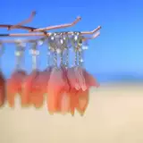 Кольцевые волны без окружающей окружающей памяти хвостовой плавник