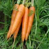 Морковные зерна 100 г натуральные свежие обезвоженные радио