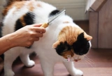 Кошка, расческа для собак, расческа с рядом домашних животных/косметическое оборудование/расческа, прямая расческа для домашних животных, расчесывание стальной комбинации, пластиковый твердый переплет