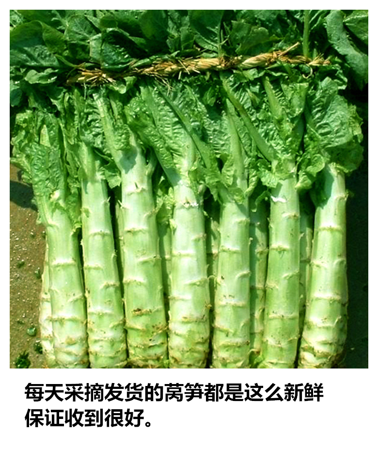 现摘现发莴笋叶蔬菜新鲜莴苣新鲜莴笋时令农家非转基因5斤装包邮