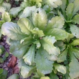 Император -император -император крупного листа