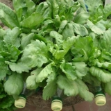 Император -император -император крупного листа