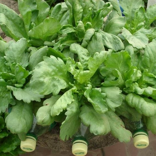 Император -император -император крупного листа