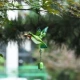 Зеленый Kingfisher
