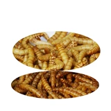 Мини -ежа лапша хлеб сухой закуски Drimpy Worm Hamster Feed Медовые мешки, спящий шелкочный медведь мыши с закусками основного зерна