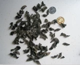 Tochigi Wild Small Black Grangus Cloud Cloud Dry Goods Вкусы зимних ушей не теряют новые товары на северо -востоке, чтобы увидеть пузырьковые волосы