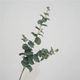 Моделирование зеленое растение одиночное одногали евали ye nordic hyundai