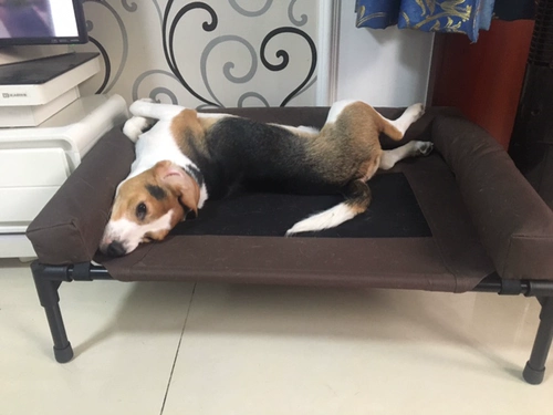 Американский метод влаги K & H -защищенная доба для собак, сеть Corchi Setwork может быть погружение забор, гнездо Shiba Inu, военная кровать