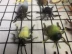 Trẻ em côn trùng đồ chơi mô phỏng động vật mô hình nhện nhện bướm ong kiến ​​thiết lập mẫu giáo - Đồ chơi gia đình