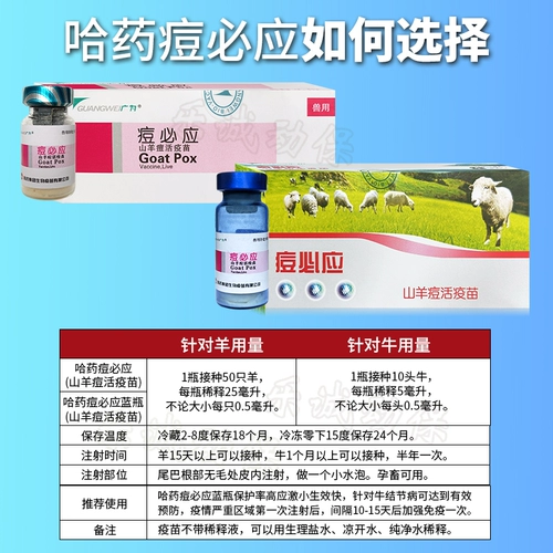 Акне Харбин должны использовать живую вакцину, овцы прыщи, прыщи узелки для коровь