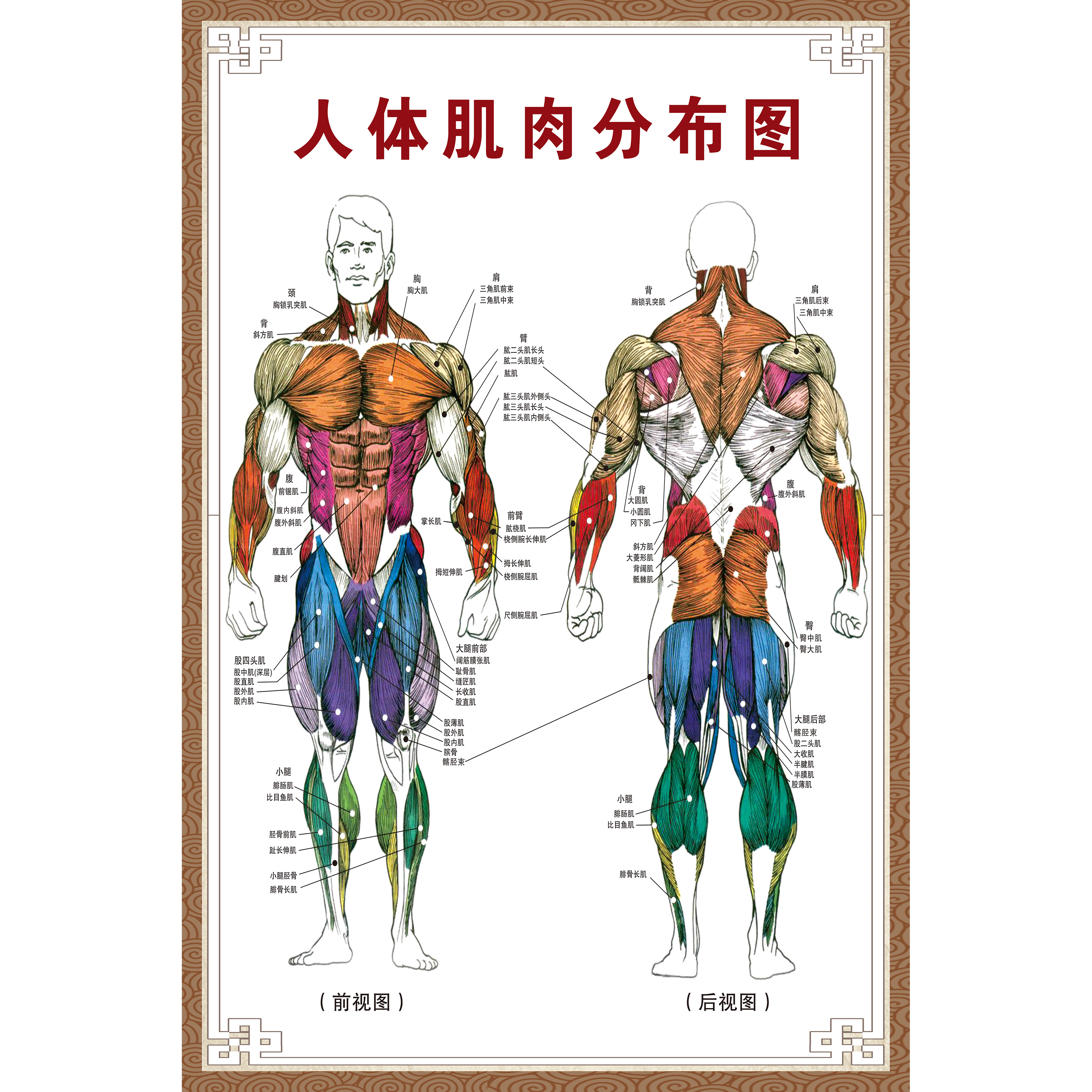 Плакат мышц. Мышцы плакат. Плакат анатомия человека. Мышцы тела плакат. Плакат мускулатура человека.