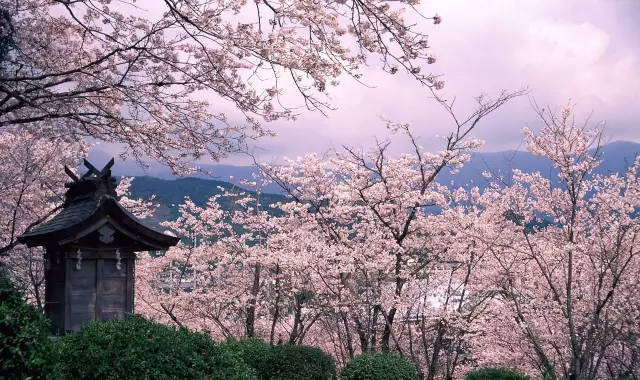 站-西都原古坟群八公顷的油菜花田 大片的金黄交织着2000棵粉色樱花