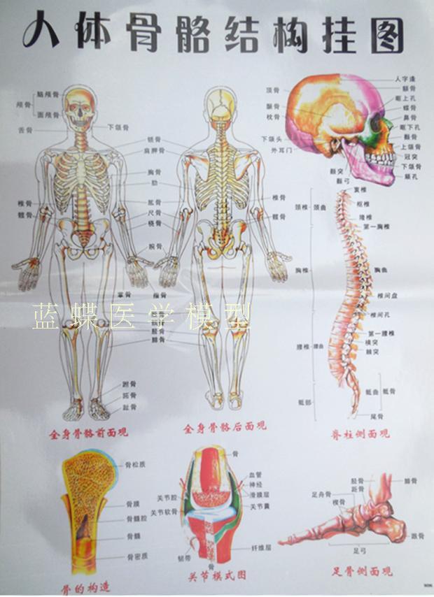 人體骨骼肌肉起止點模型 85cm骷髏附肌肉著色 人體骨骼模型