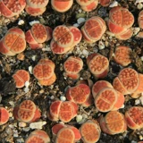 Сочные растения Abricot, каменное цветочное красное окно Яд.