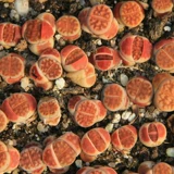 Сочные растения Abricot, каменное цветочное красное окно Яд.