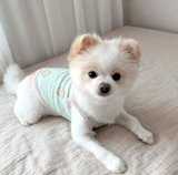 Летние тонкие виппис, маленькая собака Тедди Панда Мацука Летняя Скумин Одежда для домашних животных