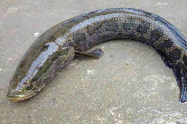 这黑鱼钓法屡试不爽,刚一下竿就有口