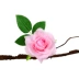 Mô phỏng hoa hồng nhánh cây mây cây nho nho lá xanh nhà khách phòng khách tường trang trí cây xanh - Hoa nhân tạo / Cây / Trái cây hoa lan giả hạc Hoa nhân tạo / Cây / Trái cây