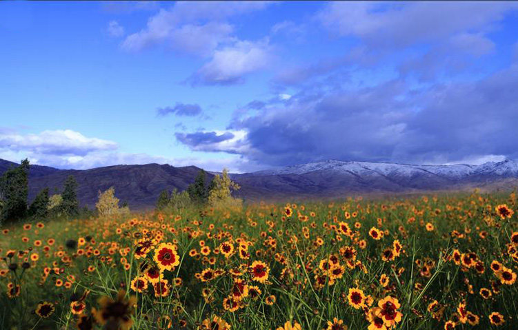 青海特产野生雪菊昆仑极品雪菊花茶青藏高原菊米血菊40g/瓶降三高