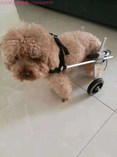 Собачья инвалидная коляска