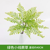 Зеленая маленькая папоротника