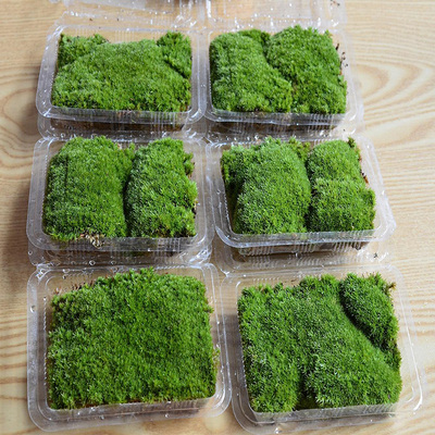 Moss Micro Landscape DIY творческий мини -завод свежий массивый ландшафтный ландшафтный ландшафтный дизайн бонсай рокая декоративный магазин белые волосы Мосс