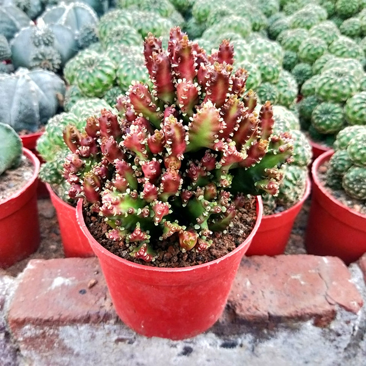 Succulent Cactus Living Plant - Euphorbia Fire Coral 10cm ...