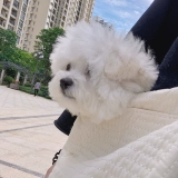 Брендовый клейкий рис, портативный ремешок для сумки для выхода на улицу