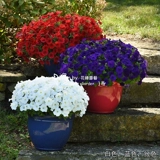 Семена семян цветов*Panmei*Downsing Dwarf Morning Glory*Light Wave Series 5 Зерновые таблетки