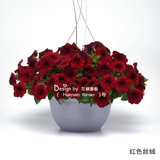 Семена семян цветов*Panmei*Downsing Dwarf Morning Glory*Light Wave Series 5 Зерновые таблетки