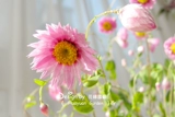 Цветочный край, американские импортированные виды цветов*Lu Dan Bird/Scaled Chrysanthemum 10 зерен из 10 штук нельзя благодарить за срезанные цветы круглый год